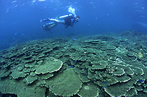 南紀白浜のサンゴ
