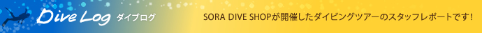 ダイブログ｜SORA DIVE SHOPが開催したダイビングツアーのスタッフレポートです！